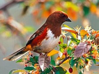 Cute Birds Wallpaper Mobile