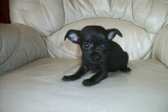 Black And Chihuahua Puppy X Kb Jpeg