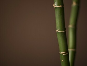 Bamboo Wallpaper X