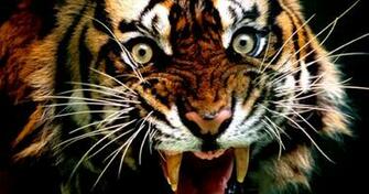 Angry Tiger Wallpaper HD Gallery