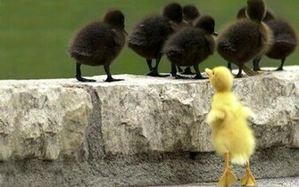Ducklings Wallpaper Photo And All Black