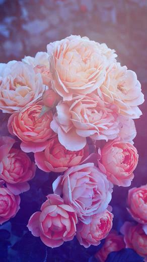 Beautiful Pink Roses iPhone Wallpaper