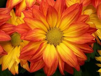 Bright Orange Flower Wallpaper