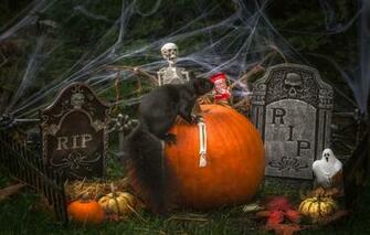 Wallpaper Holiday Web Protein Pumpkin The Bare Bones Image