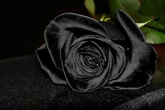 Black Rose Wallpaper HD Desktopinhq Net