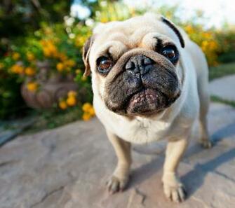 Pug Wallpaper For Walls HD Background Desktop