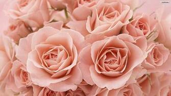 Youwall Pink Roses Wallpaper