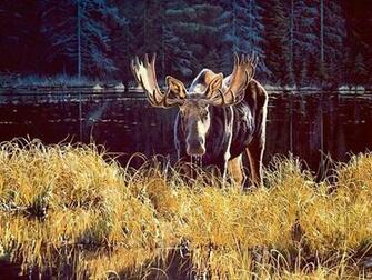 Deer Wallpaper Image And Animal Desktop Background