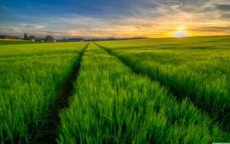 Green Field Spring 4k HD Desktop Wallpaper For Ultra Tv