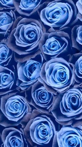 Gorgeous Floral iPhone Xs Wallpaper Preppy Blue