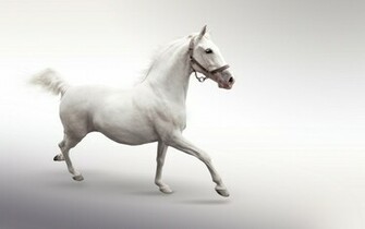 White Horse Wallpaper