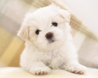 Cute Photos Wallpaper