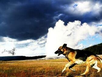 German Shepherd HD Wallpaper Dogs Full