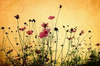 Flower Vintage Justin Bieber HD Wallpaper Jpg