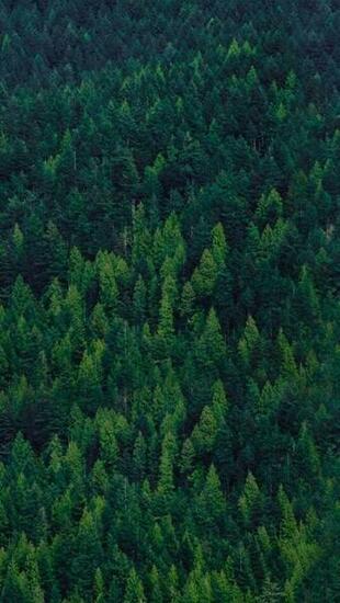 Green Forest Trees iPhone Wallpaper Tapety Na Ten M J Mob Jl