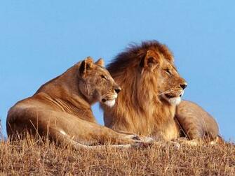HD Lion Pictures Lions Wallpaper Animal Photo