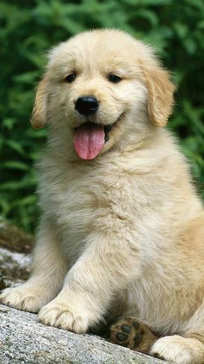 Retriever Puppy Wallpaper Htm HD Golden Car Pictures