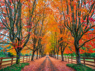 Desktop Wallpaper Washington Usa Leaf Rockood Farm Autumn Avenue
