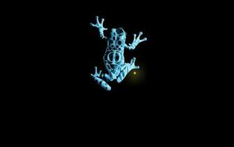 Animals Fringe Frogs Wallpaper HD Desktop