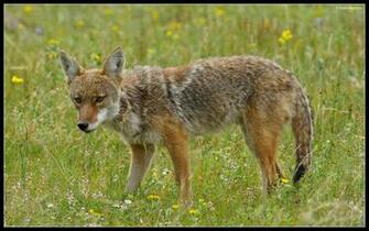 Coyote Wallpaper Wildlife Naturearts Image Desktop