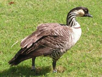 Goose Wallpaper For Desktop Nene