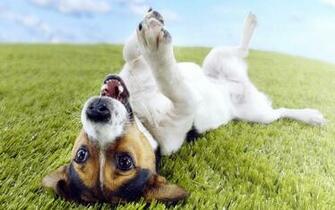 Cute Funny Puppies Dog Photo Wallpaper HD