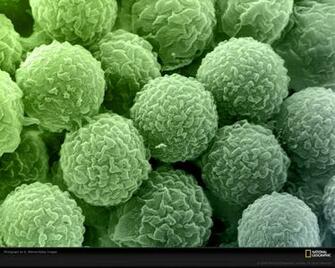 For Mold Control Plaster Walls Home Mildew Cleaners Feb Get Behind