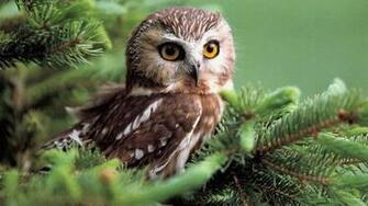 Owl Computer Wallpaper Desktop Background Id