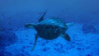 Scuba Diving Desktop Wallpaper Hi Res Pictures High Resolution