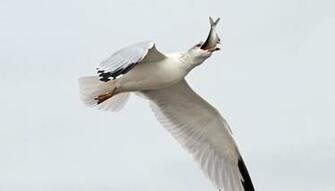 Seagull Hunting Fishing Wallpaper