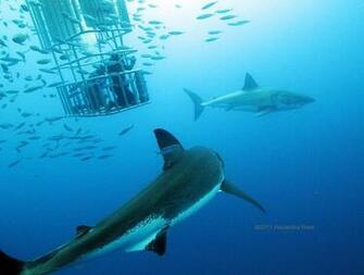 High Definition Wallpaper Photo Shark Html