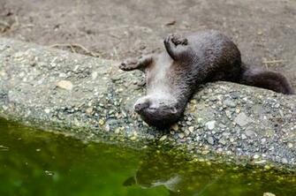 Oriental Small Clawed Otter Image