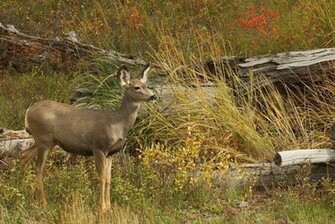 Mule Deer Wallpaper High Definition