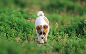 Pretty Dog Wallpaper Puppies