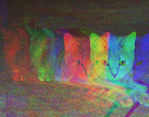Cats Trippy Hipster Background Kootation We Heart It