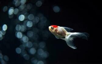 Goldfish Computer Wallpaper Desktop Background