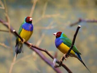 Finch Bird Finches Wallpaper