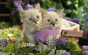 Lovely Wallpaper Cute Animals