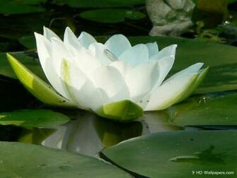 Beautiful Wallpaper Lotus HD