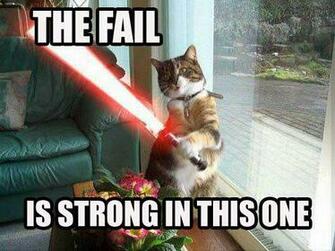 Epic Funny Cat Fails HD Wallpaper