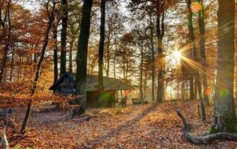Log Cabin In The Wood Wallpaper Frenzia