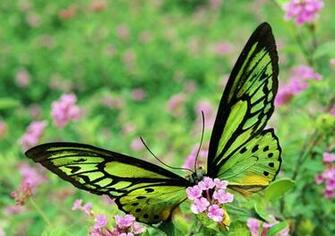 Green Butterfly Wallpaper