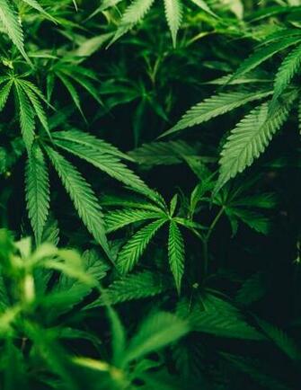 Cannabis Pictures Image