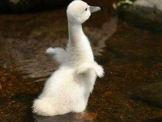 Baby Duck HD Wallpaper The Database