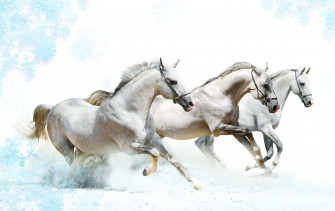 Horses Horse Wallpaper HD Desktop And Mobile Background