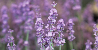 Lavender Wallpaper Desktop HD