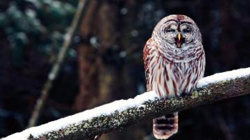 Funny Owl Pictures