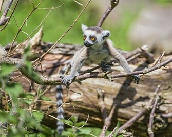 Animal Lemur Wallpaper