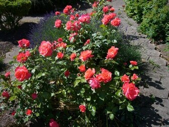 Rose Flower Garden HD Wallpaper Image Pictures Tattoos