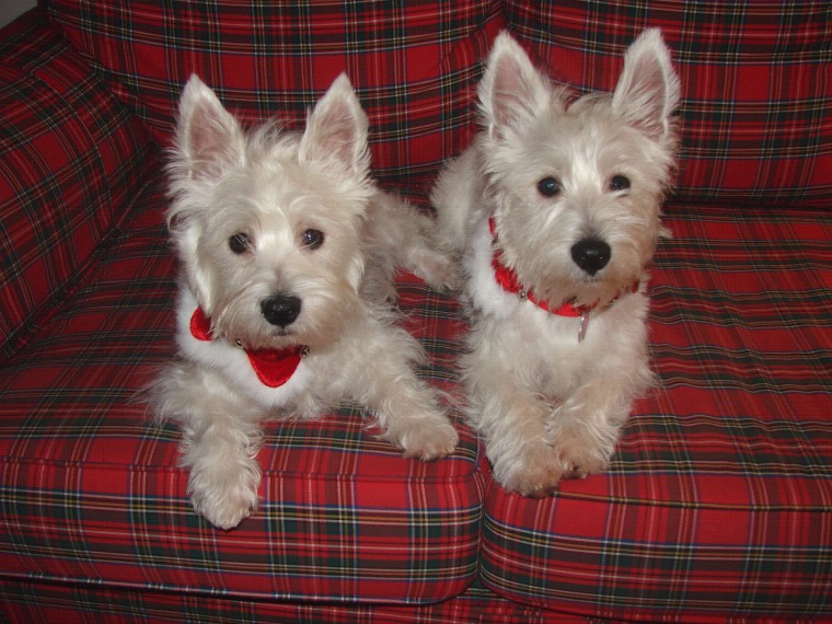 Westie Dogs Wallpaper Background Desktop